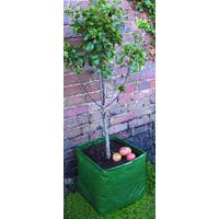 fruit tree patio planter by selections