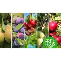 Fruit Tree Orchard Collection - FREE DELIVERY