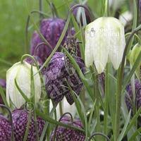 Fritillaria meleagris mixed Size:5/6 pack of 30 bulbs