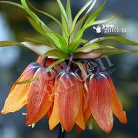 Fritillaria (Crown Imperial) Orange Bulbs Size: 20/22 - pack of 2