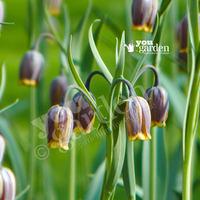 Fritillaria uva-vulpis Size:5/6 pack of 50 bulbs