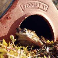 Frogitat Ceramic Frog & Toad Home