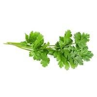 Fresh Coriander (25g)