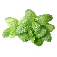 Fresh Mint (25g)