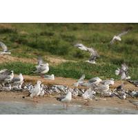 Full-Day Bird Watching Guided Tour To Lutembe Bay Entebbe from Kampala