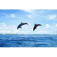 Full-Day Swimming With Dolphins And Casela Nature Park Tour in Mauritius