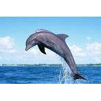 Full-Day Dolphin Watching Cruise in Mauritius