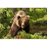 Full Day Tour of Dracula\'s, LiBEARty Brown Bear Sanctuary, Brasov town and Rasnov Fortress