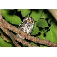Full-Day Bird and Owl Watching Tour from Accra