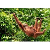 full day orangutan excursion and city tour in sandakan