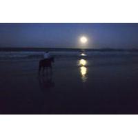 Full Moon Horse Ride at Rainbow Beach