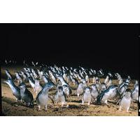 full day penguin parade and melbourne city tour from melbourne