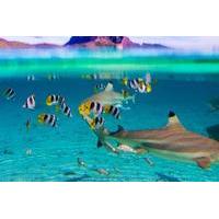 full day bora bora lagoon cruise including snorkeling with sharks and  ...