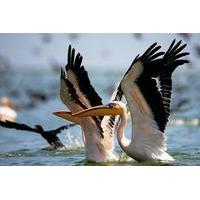 Full-Day Danube Delta Private Tour from Bucharest