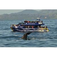 Full-Day Kaikoura Tour from Christchurch