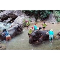 full day visit to kalaw elephant sanctuary in myanmar