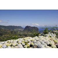 Full Day East Madeira - Camacha, Pico do Ariero, Ribeiro Frio, Portela, Santana