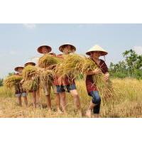 full day hoi an town and tra que vegetable village tour