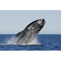 Full-Day Whale Watching in Hermanus from Cape Town