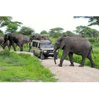 Full-Day Safari to Tarangire National Park from Arusha