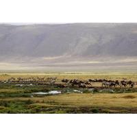Full-Day Ngorongoro Crater Tour from Arusha