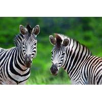 Full Day Guided Safari from Cape Town