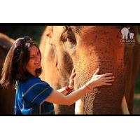 full day patara elephant farm experience from chiang mai