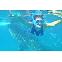 full day whale shark experience with tumalog falls from cebu