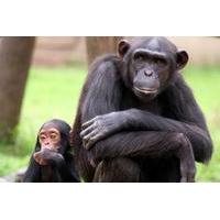 Full-Day Chimp Eden and Botanical Gardens tour from Hazyview