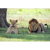 Full-Day Rhino and Lion Park Tour from Johannesburg