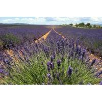 full day small group lavender tour to valensole moustiers sainte marie ...
