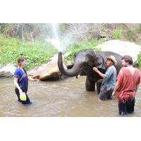 Full-Day Ran-Tong Elephant Park Experience from Chiang Mai