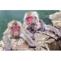 Full-Day Tour of Snow Monkeys, Zenko-ji Temple and Sake in Nagano