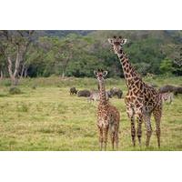 full day arusha national park safari from arusha