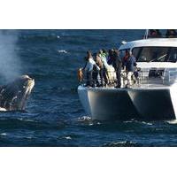 Full-Day Whale Watching and Wine Tasting Tour from Cape Town