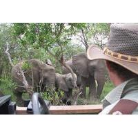 Full-Day Kruger Safari from Skukuza