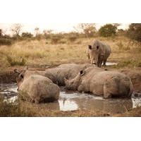 Full-Day Big Five Game Drive in Kruger National Park