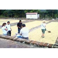 Full Day Tour: Coffee Manufacturer and Thermal Water of San Salvador