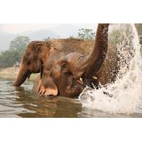 full day baan chang elephant park experience from chiang mai