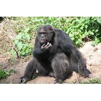 Full-Day Ol Pejeta Conservancy and Chimpanzee Sanctuary Tour from Nairobi