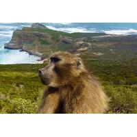 Full-Day Cape Point, Seal Island and Boulders Penguin Sanctuary Tour from Cape Town