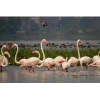 full day bird safari excursion to bhigwan from pune