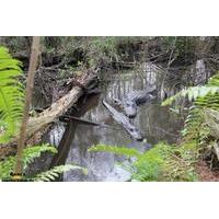 Full Day Kayak Adventure In The Everglades