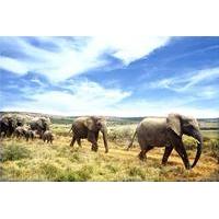 Full-Day Addo Elephant National Park Safari from Port Elizabeth