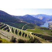 full day trip in douro valley with lunch traditional farm visit with t ...