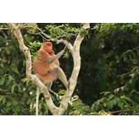 full day sepilok orangutan and labuk bay proboscis monkey from sandaka ...