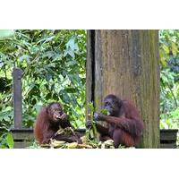 Full-Day Sepilok Orangutan and Sun Bear and Sandakan City Trail