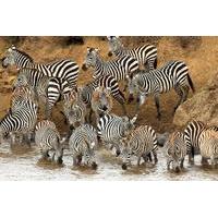 Full-Day Safari in Tarangire National Park in Tanzania