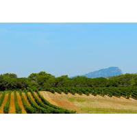 Full-Day Small-Group Discovery Wine Tour with Lunch in Languedoc Pic Saint-Loup