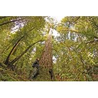 Full Day Hiking in Whirinaki for...